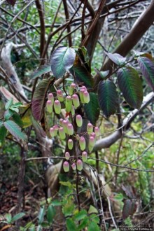 Волшебный лес Гавайев. Здесь не оставит след протектор авто
