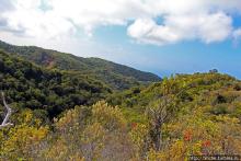 Волшебный лес Гавайев. Здесь не оставит след протектор авто