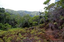 Волшебный лес Гавайев. Здесь не оставит след протектор авто