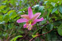 Волшебный лес Гавайев. Здесь не оставит след протектор авто