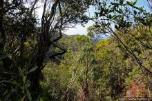 Волшебный лес Гавайев. Здесь не оставит след протектор авто