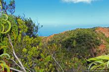 Волшебный лес Гавайев. Здесь не оставит след протектор авто
