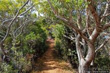 Волшебный лес Гавайев. Здесь не оставит след протектор авто