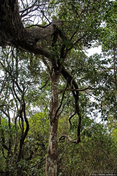 Волшебный лес Гавайев. Здесь не оставит след протектор авто