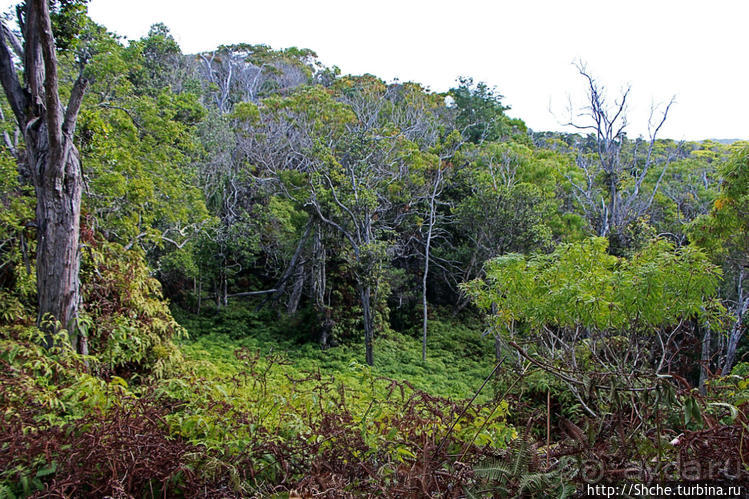 Волшебный лес Гавайев. Здесь не оставит след протектор авто