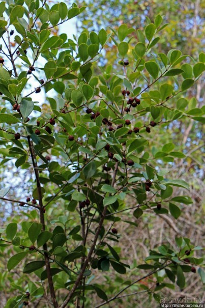 Волшебный лес Гавайев. Здесь не оставит след протектор авто