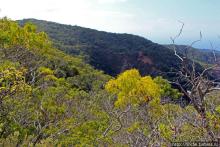 Волшебный лес Гавайев. Здесь не оставит след протектор авто