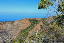 Волшебный лес Гавайев. Здесь не оставит след протектор авто