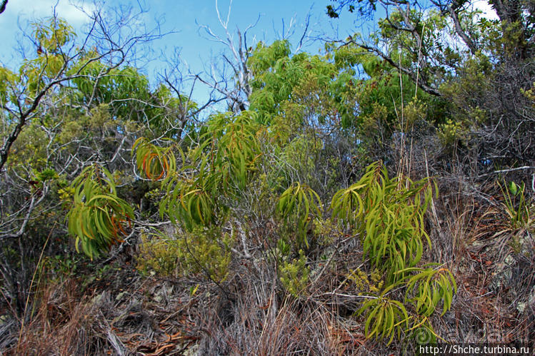 Волшебный лес Гавайев. Здесь не оставит след протектор авто