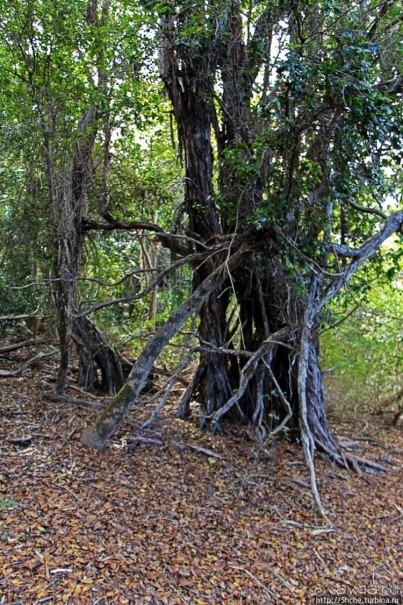Волшебный лес Гавайев. Здесь не оставит след протектор авто