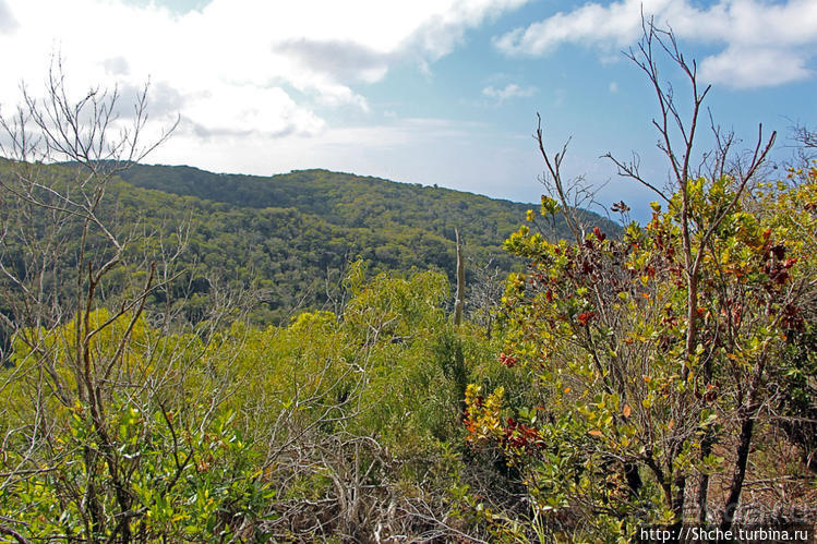 Волшебный лес Гавайев. Здесь не оставит след протектор авто