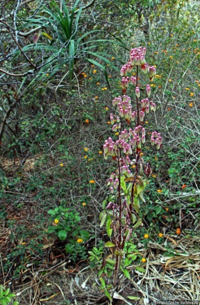 Волшебный лес Гавайев. Здесь не оставит след протектор авто