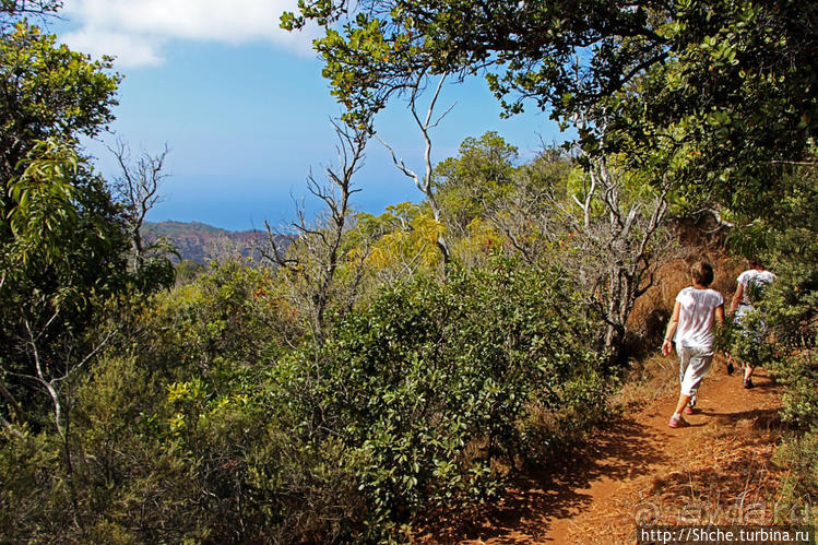 Волшебный лес Гавайев. Здесь не оставит след протектор авто