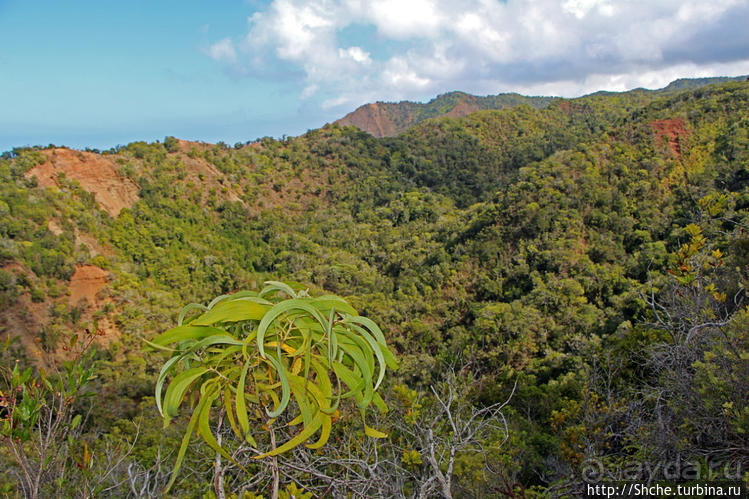 Волшебный лес Гавайев. Здесь не оставит след протектор авто
