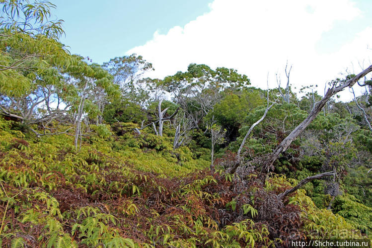 Волшебный лес Гавайев. Здесь не оставит след протектор авто