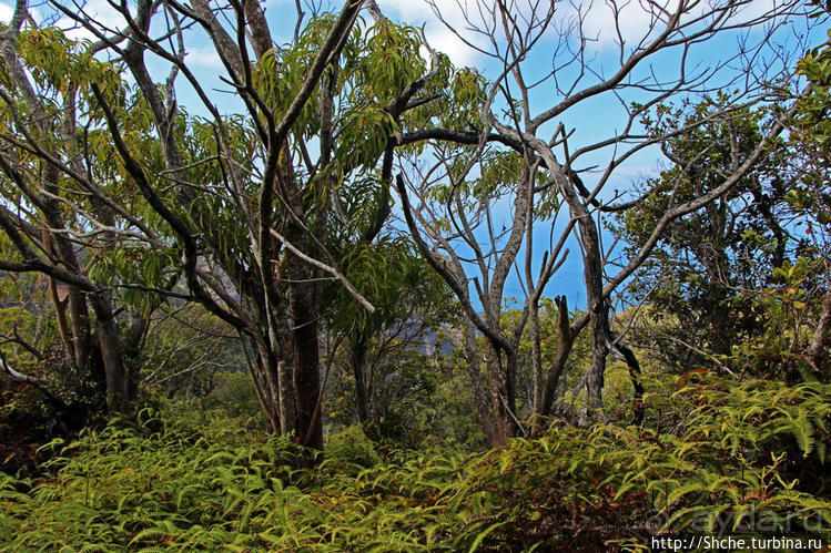 Волшебный лес Гавайев. Здесь не оставит след протектор авто