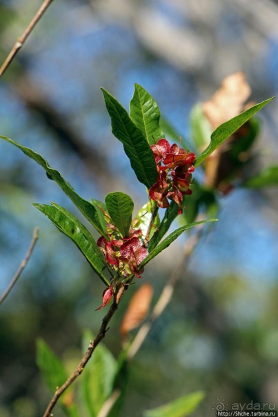 Волшебный лес Гавайев. Здесь не оставит след протектор авто
