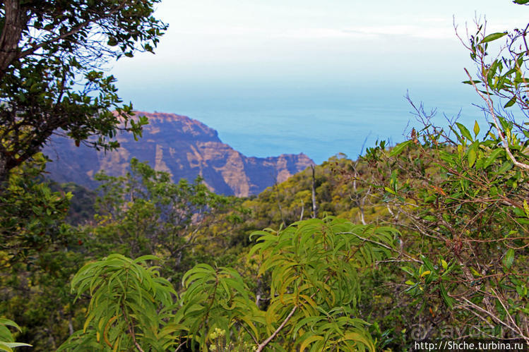 Волшебный лес Гавайев. Здесь не оставит след протектор авто