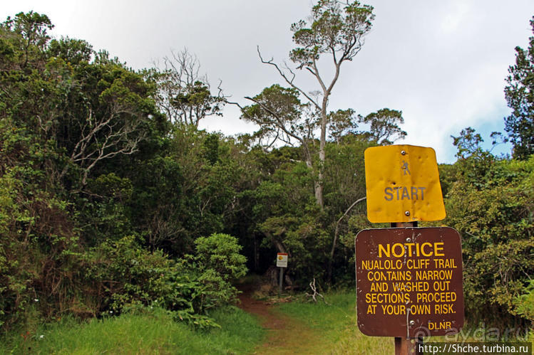Волшебный лес Гавайев. Здесь не оставит след протектор авто