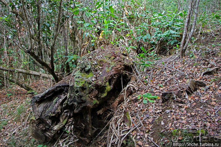 Волшебный лес Гавайев. Здесь не оставит след протектор авто