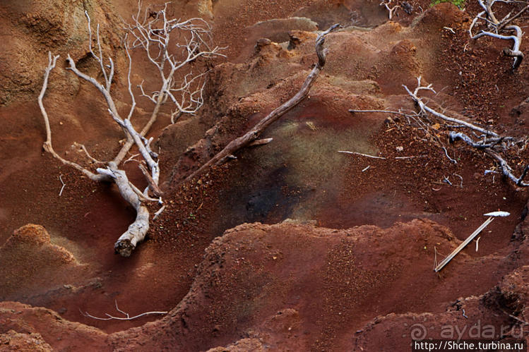 Волшебный лес Гавайев. Здесь не оставит след протектор авто