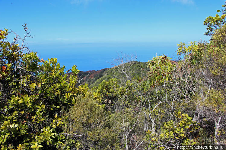 Волшебный лес Гавайев. Здесь не оставит след протектор авто