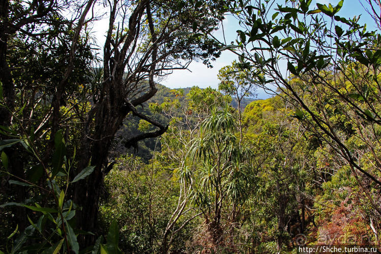Волшебный лес Гавайев. Здесь не оставит след протектор авто