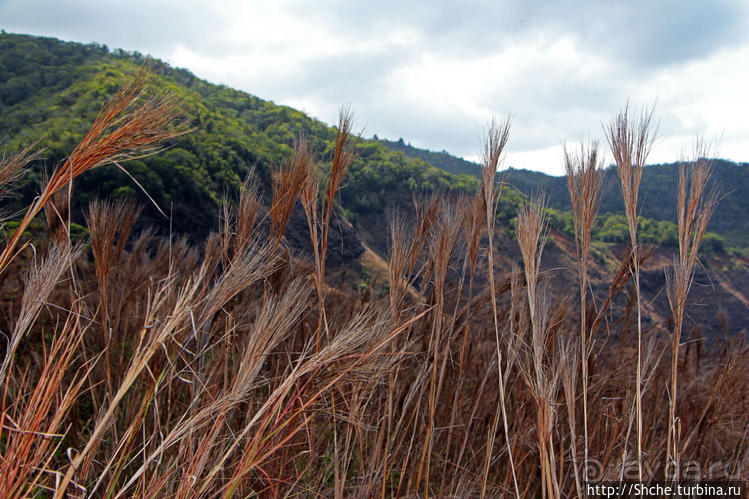 Волшебный лес Гавайев. Здесь не оставит след протектор авто