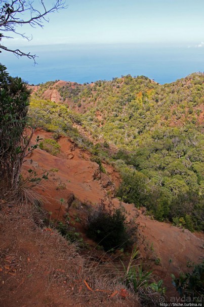 Волшебный лес Гавайев. Здесь не оставит след протектор авто