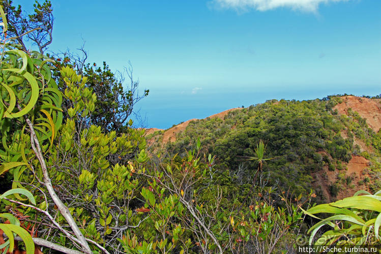 Волшебный лес Гавайев. Здесь не оставит след протектор авто