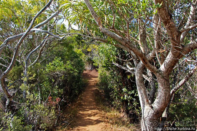 Волшебный лес Гавайев. Здесь не оставит след протектор авто