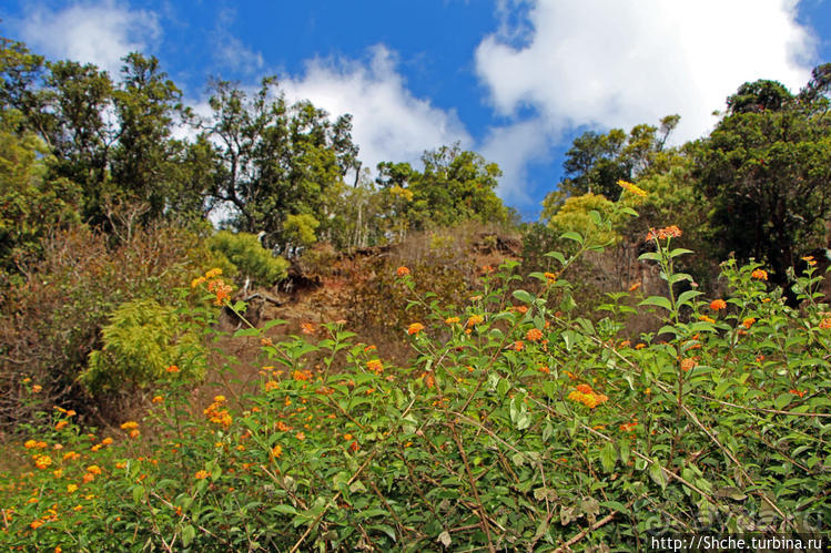 Волшебный лес Гавайев. Здесь не оставит след протектор авто
