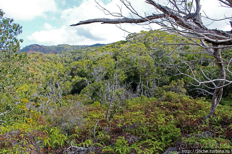 Волшебный лес Гавайев. Здесь не оставит след протектор авто