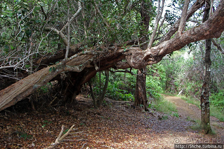 Волшебный лес Гавайев. Здесь не оставит след протектор авто