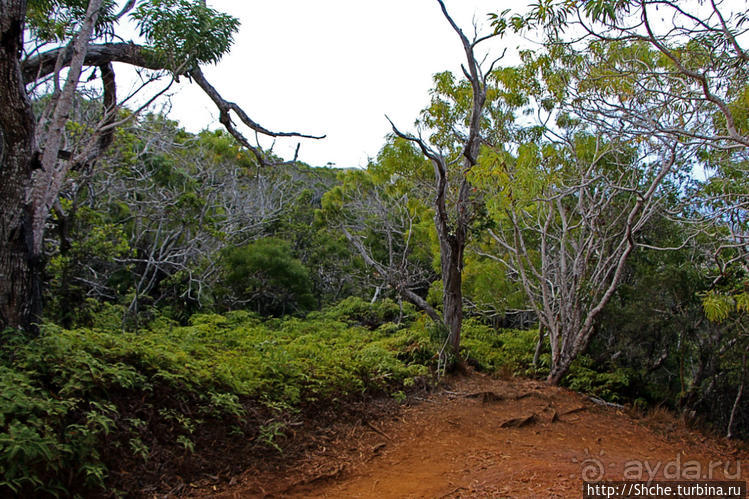 Волшебный лес Гавайев. Здесь не оставит след протектор авто