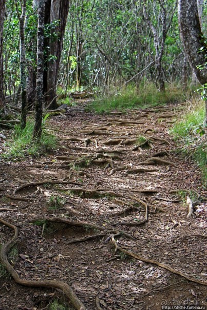 Волшебный лес Гавайев. Здесь не оставит след протектор авто