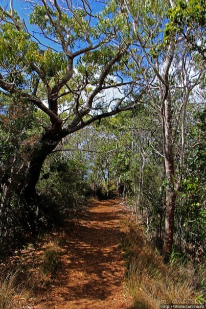 Волшебный лес Гавайев. Здесь не оставит след протектор авто