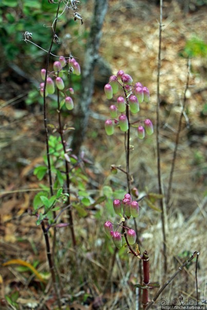 Волшебный лес Гавайев. Здесь не оставит след протектор авто