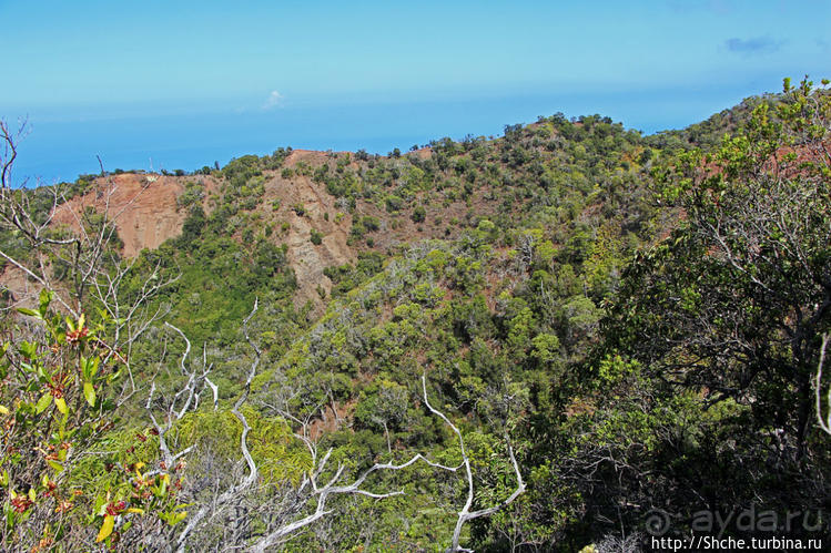 Волшебный лес Гавайев. Здесь не оставит след протектор авто