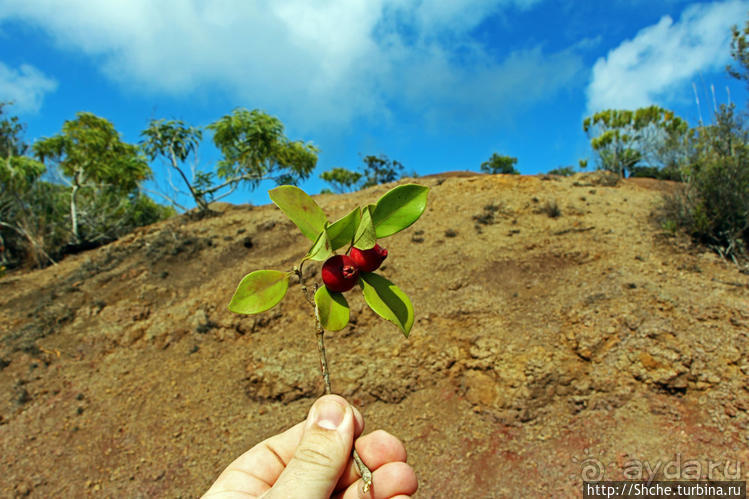 Волшебный лес Гавайев. Здесь не оставит след протектор авто