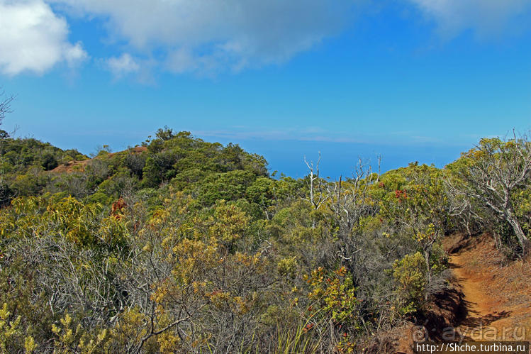 Волшебный лес Гавайев. Здесь не оставит след протектор авто