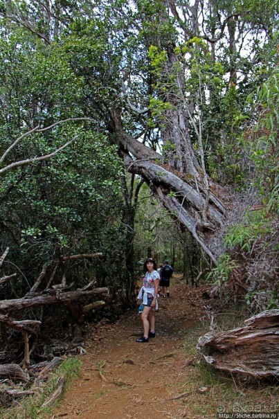 Волшебный лес Гавайев. Здесь не оставит след протектор авто