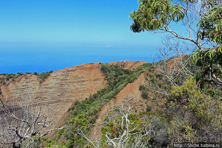Волшебный лес Гавайев. Здесь не оставит след протектор авто