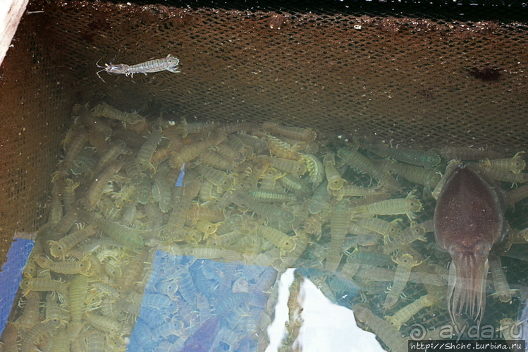 Рыба-колбаса, креветки-богомолы...в плавучей деревне рыбаков