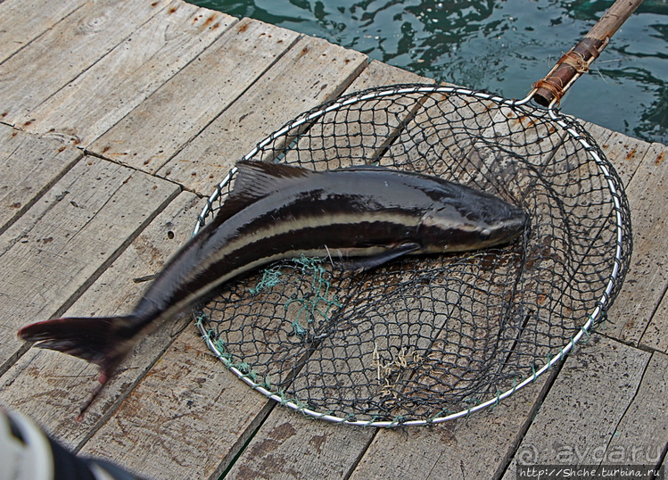 Рыба-колбаса, креветки-богомолы...в плавучей деревне рыбаков