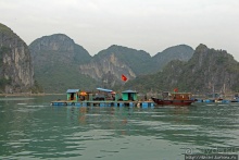 Рыба-колбаса, креветки-богомолы...в плавучей деревне рыбаков