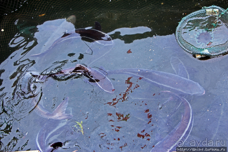 Рыба-колбаса, креветки-богомолы...в плавучей деревне рыбаков