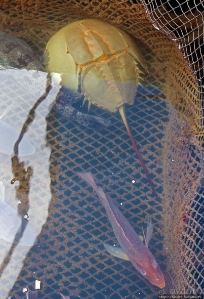 Рыба-колбаса, креветки-богомолы...в плавучей деревне рыбаков