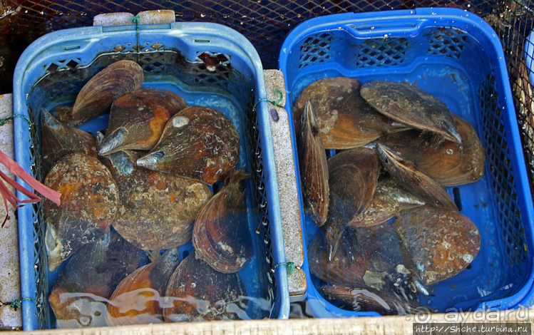 Рыба-колбаса, креветки-богомолы...в плавучей деревне рыбаков