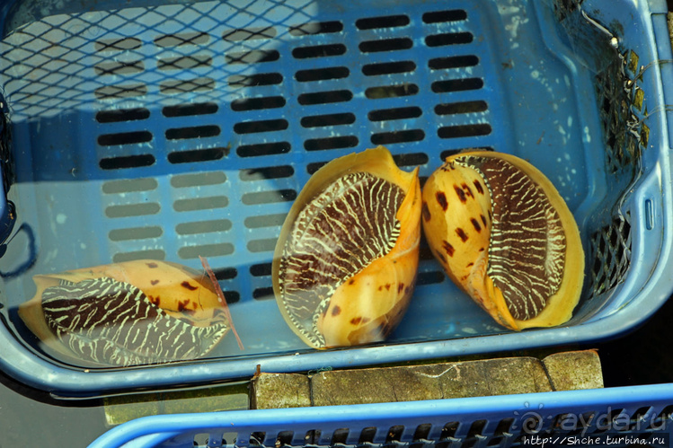 Рыба-колбаса, креветки-богомолы...в плавучей деревне рыбаков